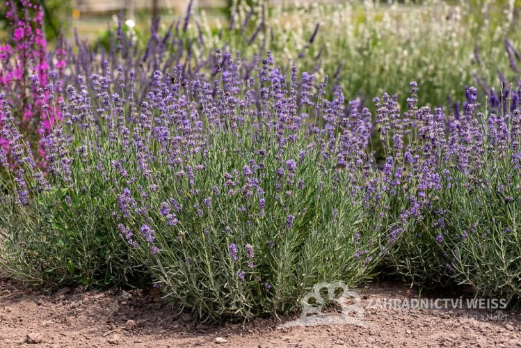LAVANDULA ANGUSTIFOLIA - LEVANDULE LÉKAŘSKÁ - MUNSTEAD BLUE