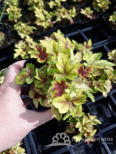 HEUCHERELLA - GOLD ZEBRA