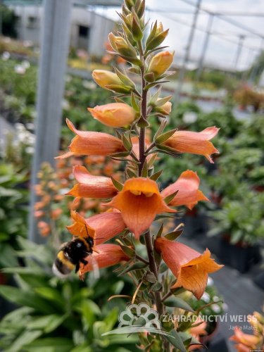 NÁPRSTNÍK - DIGITALIS HYBRIDA FIRECRACKER