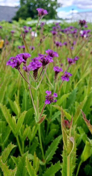 SPORÝŠ - VERBENA RIGIDA VENOSA LILAC