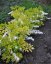 SRDCOVKA NÁDHERNÁ - DICENTRA WHITE GOLD