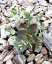 SEDUM SUNSPARKELR DAZZLEBERY®