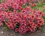 TRÝZEL - ERYSIMUM HYBRIDUM CONSTANT CHEER
