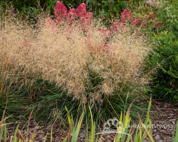 METLICE TRSNATÁ - DESCHAMPSIA CAESPITOSA TARDIFLORA