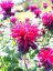 MONARDA "DIDYMA FIREBALL"