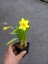 NARCISY