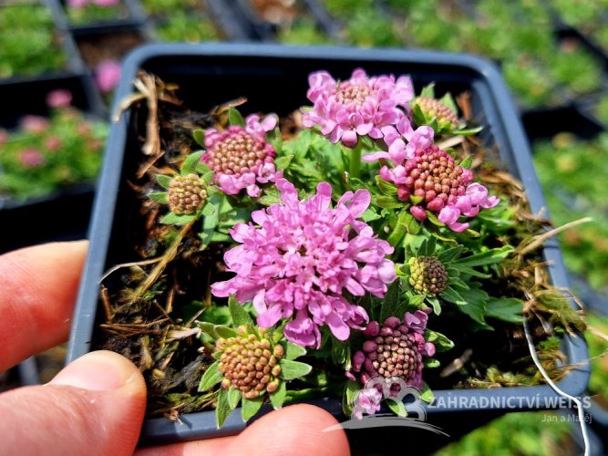 HLAVÁČ JAPONSKÝ - SCABIOSA JAPONICA RITZ ROSE