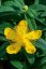 TŘEZALKA - HYPERICUM CALYCINUM