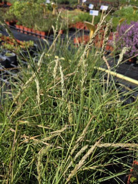 SESLERIA AUTUMNALIS - PĚCHAVA PODZIMNÍ
