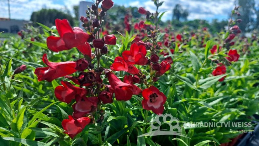 PENSTEMON HARWEGII PARTYBELS RED