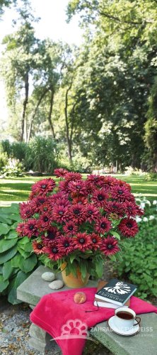 RUDBECKIA x HYBRIDA FLAMENCO TRUE RED ®