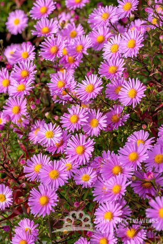 ASTRA PODZIMNÍ - ASTER  DUMOSUS PETER HARRISON