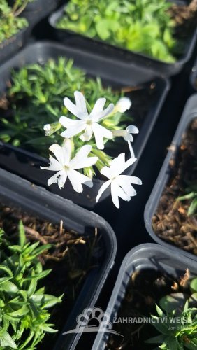 FLOX SKALKOVÝ - PHLOX SUBULATA SNOWFLAKE