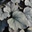HEUCHERA SILVER GUMDROP