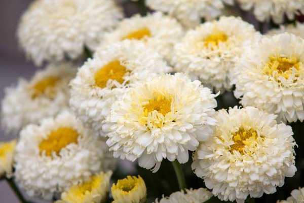 KOPRETINA PLNOKVĚTÁ - LEUCANTHEMUM 'LUNA'