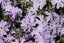 FLOX PLAZIVÝ - PHLOX SUBULATA FABULOUS BLUE VIOLET