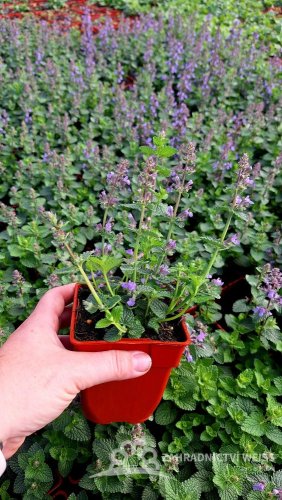 ŠANTA KOČIČÍ - NEPETA FAASSENII CAT´S PAJAMAS BLUE