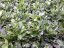 ZBĚHOVEC – AJUGA REPTANS SPARKLER