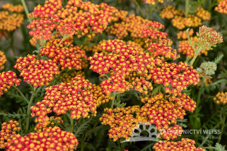 ACHILLEA MILLEFOLIUM WALTHER FUNCKE