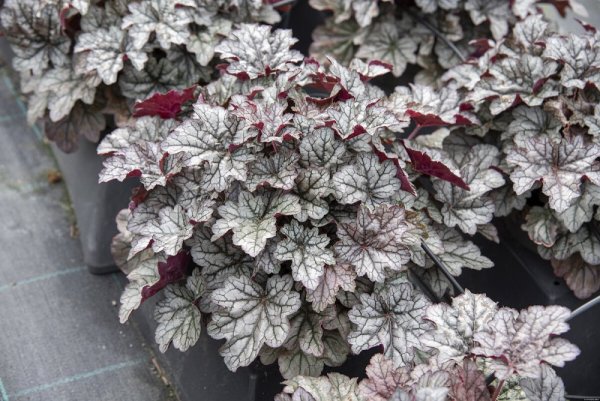 HEUCHERA WORLD CAFFE CORRETTO