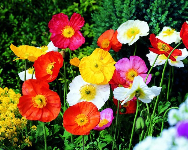 MÁK LYSÝ - 'PAPAVER NUDICAULE'