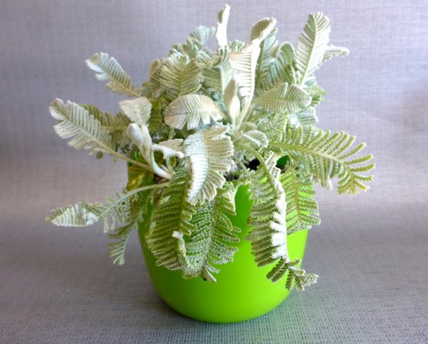 CHRYSANTHEMUM HARADJANII (TANACETUM)