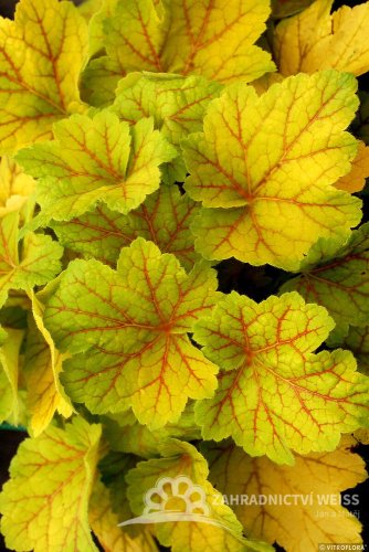 HEUCHERA - ELECTRA