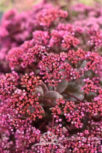 SEDUM SUNSPARKLER CHERRY TART®