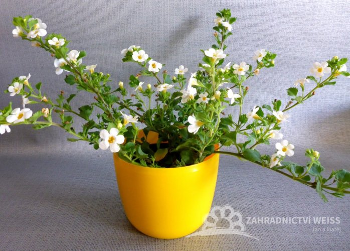 BACOPA - BAKOPA BÍLÁ