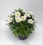 KOPRETINA - LEUCANTHEMUM WESTERN STAR LEO
