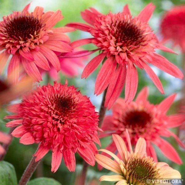 ECHINACEA PURPUREA RASPBERRY TRUFFLE