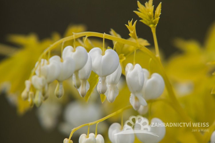 SRDCOVKA NÁDHERNÁ - DICENTRA WHITE GOLD