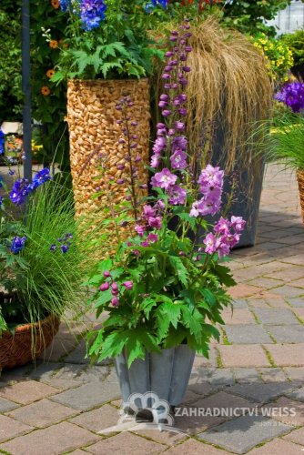 DELPHINIUM EXCALIBUR LILAC ROSE WHITE BEE