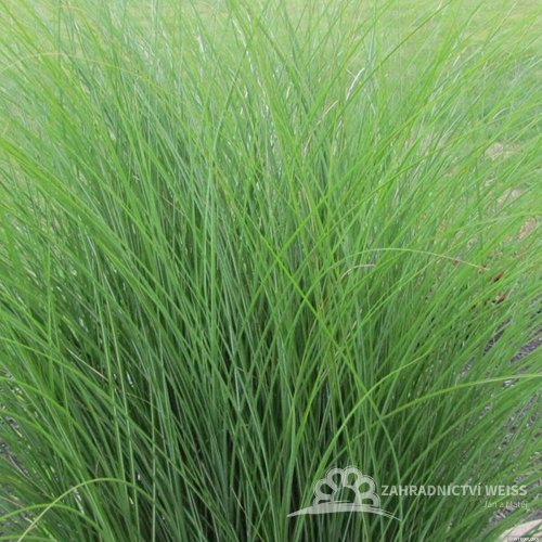 OZDOBNICE ČÍNSKÁ - MISCANTHUS SINENSIS GRACILLIMUS