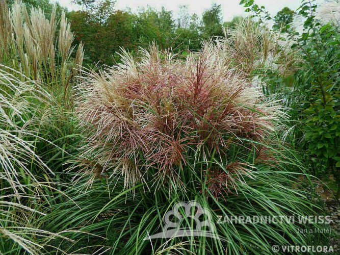 MISCANTHUS SINENSIS POLONUS