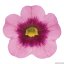 MILLION BELLS METRO EARLY LIGHT PINK EYE