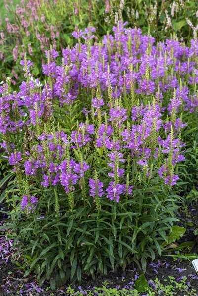 ŘETĚZOVKA RŮŽOVÁ - PHYSOSTEGIA VIVID