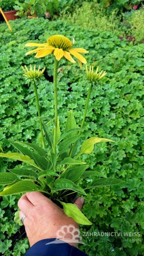 ECHINACEA PURPUREA  MELLOW YELLOWS