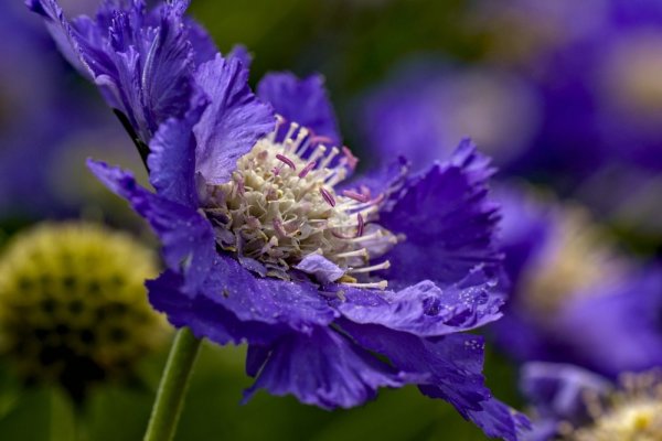 HLAVAČ KAVKAZSKÝ - SCABIOSA CAUCASICA PERFECTA