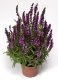 ŠALVĚJ NÁDHERNÁ - SALVIA SUPERBA 'MERLEAU ROSE COMPACT'