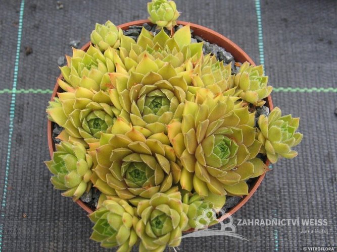NETŘESK - SEMPERVIVUM HYBRIDA LEO