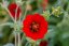 MOCHNA ČERVENÁ - POTENTILLA ATROSANGUINE RED