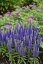 VERONICA SPICATA ROYAL CANDLES