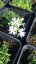 FLOX SKALKOVÝ - PHLOX SUBULATA SNOWFLAKE