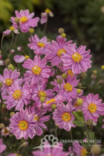 SASANKA - ANEMONE PRETTY LADY EMILY
