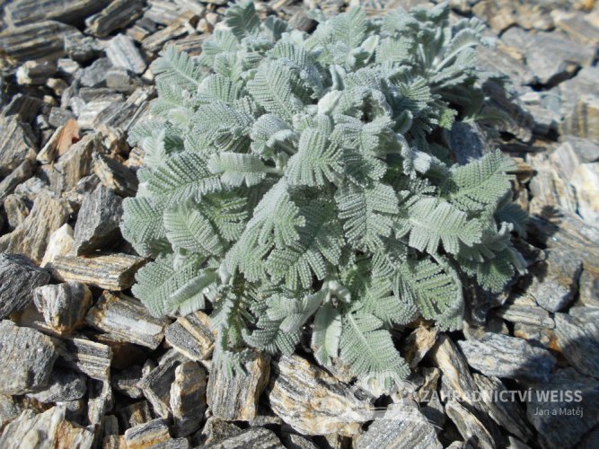 CHRYSANTHEMUM HARADJANII (TANACETUM)