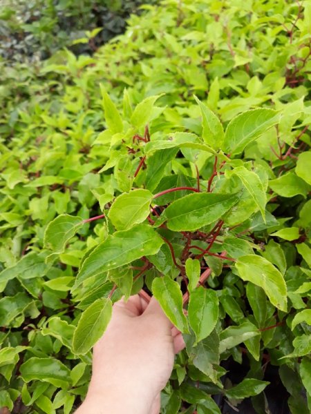 MINI KIWI - SAMIČÍ - ACTINIDIA ARGUTA GENEVA