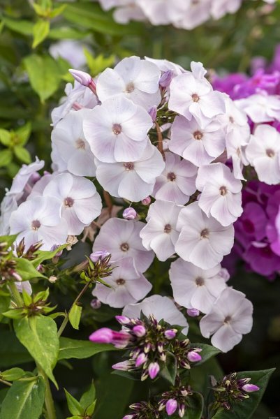 PHLOX PANICULATA MOTHER OF PEARL