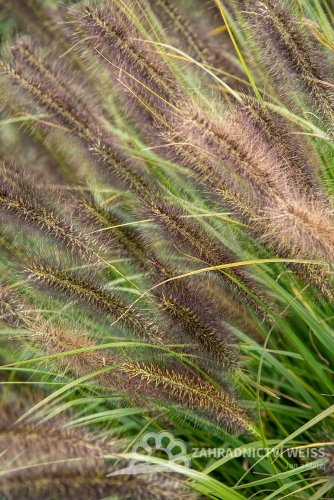 PENNISETUM RED HEAD