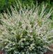 SALIX INTEGRA - HAKURO - NISHIKI